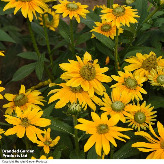 Rudbeckia hirta 'Prairie Sun'