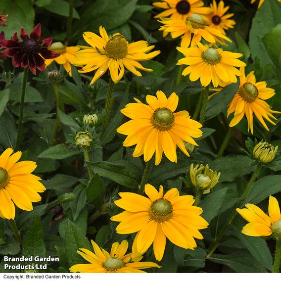 Rudbeckia hirta 'Prairie Sun'