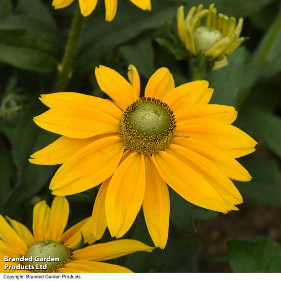 Rudbeckia hirta 'Prairie Sun'