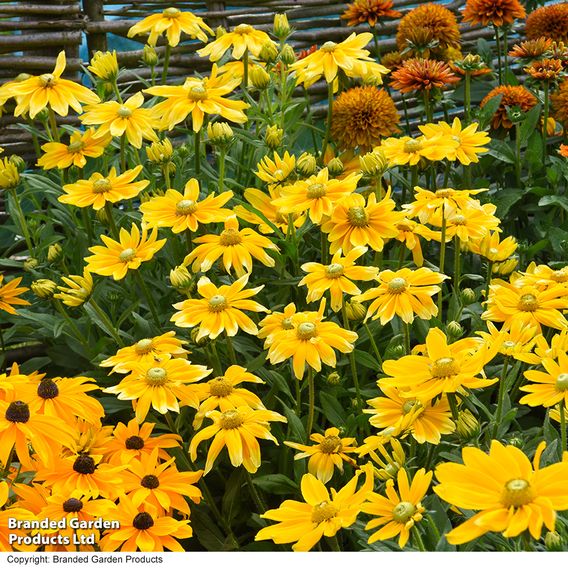 Rudbeckia hirta 'Prairie Sun'