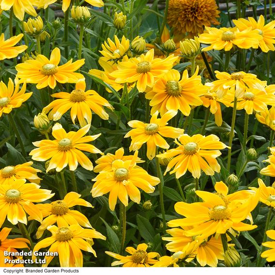 Rudbeckia hirta 'Prairie Sun'