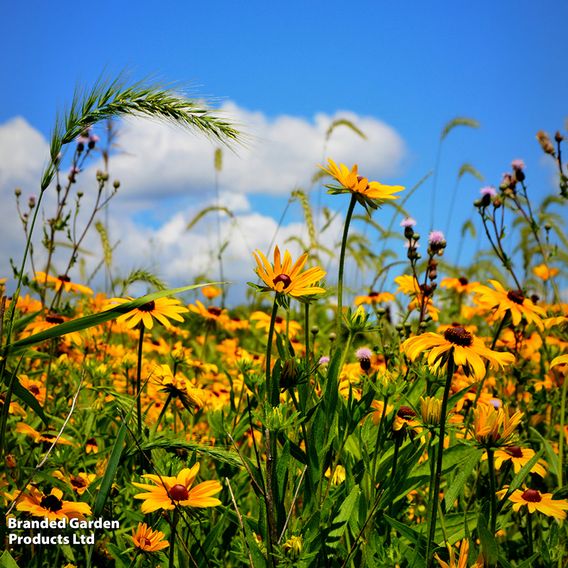 Rudbeckia hirta 'Prairie Sun'