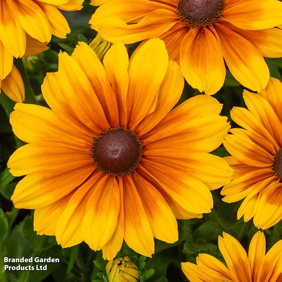 Rudbeckia hirta 'SmileyZ Big Joy'