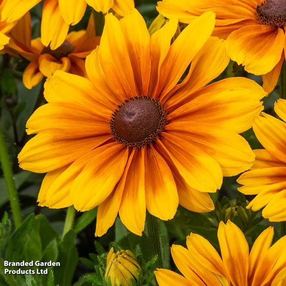 Rudbeckia hirta 'SmileyZ Big Joy'