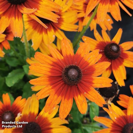Rudbeckia 'Summerdaisy's Orange Bicolour'