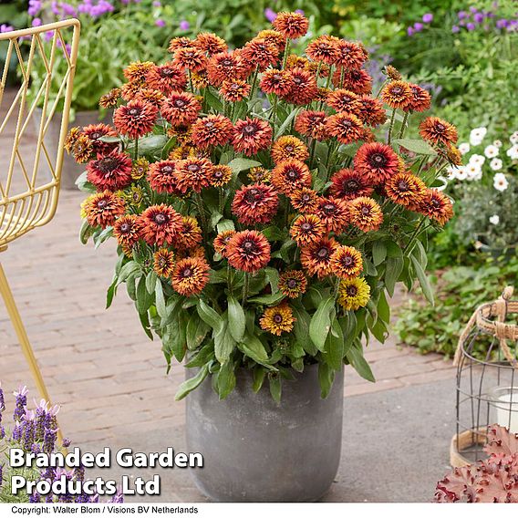 Rudbeckia 'Enchanted Velvet Flame'