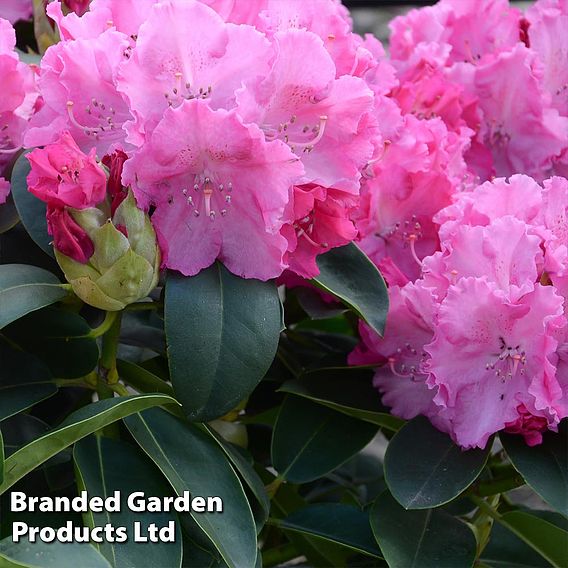Rhododendron 'Germania'