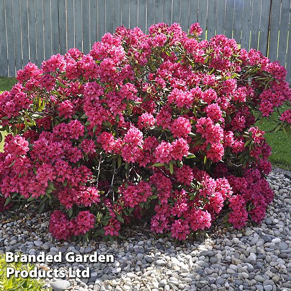 Rhododendron 'Germania'