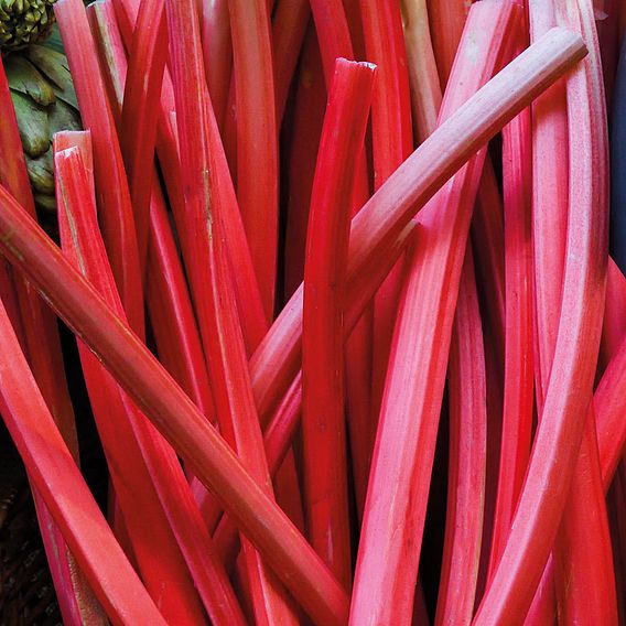 Rhubarb 'Fulton's Strawberry Surprise' (Spring/Autumn Planting)