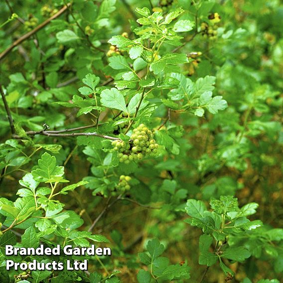 Rhus aromatica 'Gro-Low'