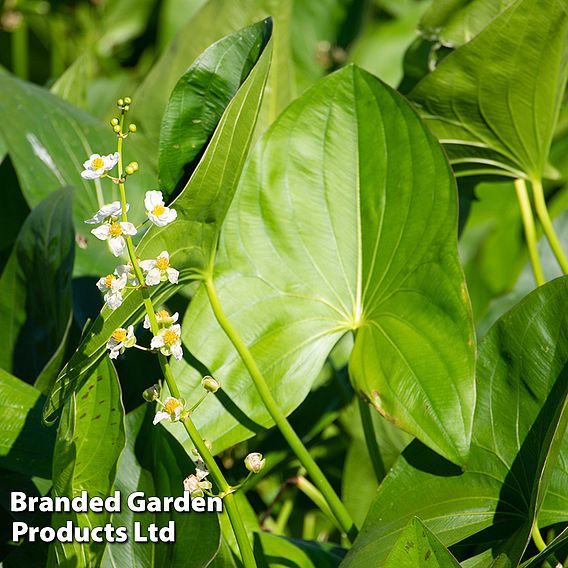 Sagittaria latifolia (Marginal Aquatic)