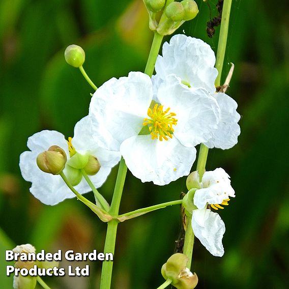 Sagittaria latifolia (Marginal Aquatic)
