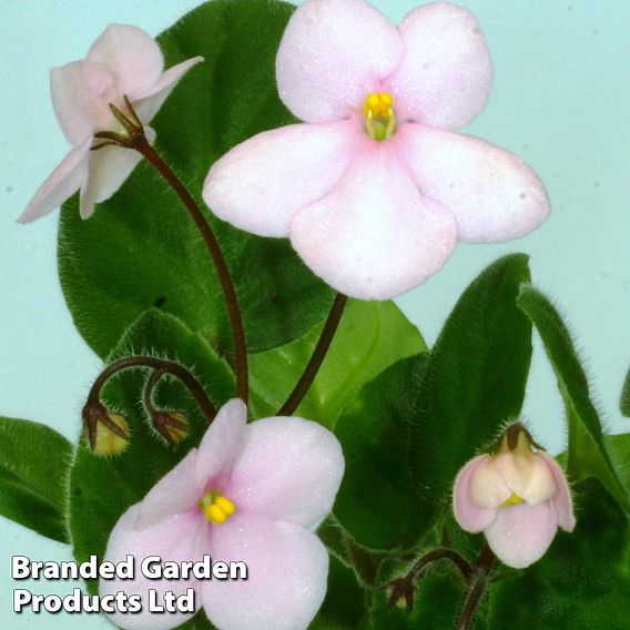 Saintpaulia 'Pixie Pink'