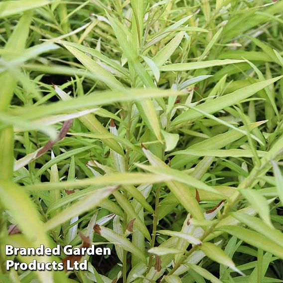 Salix udensis 'Golden Sunshine'