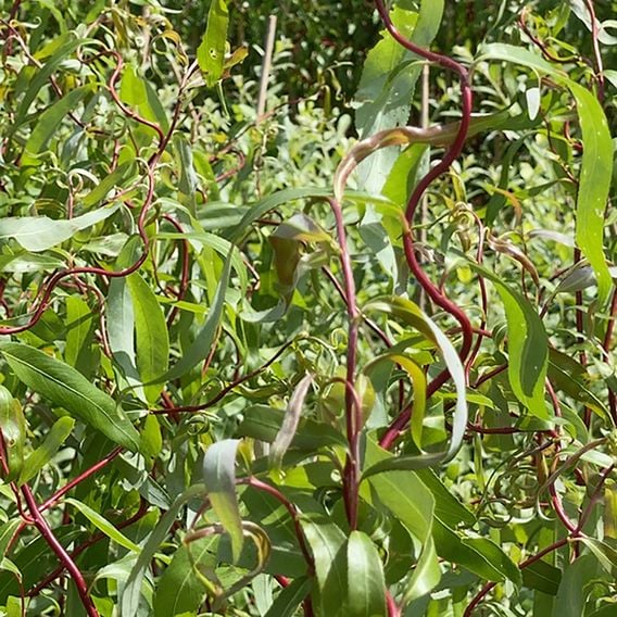 Salix x sepulcralis 'Scarlet Curls'