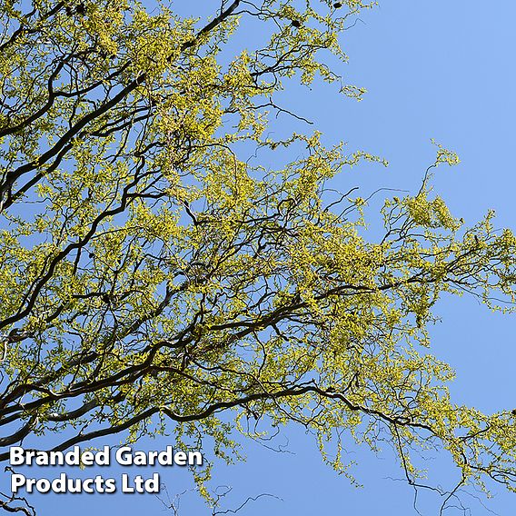 Twisted willow (Hedging)
