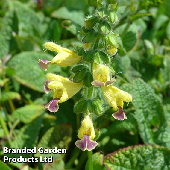 Salvia flava var. megalantha