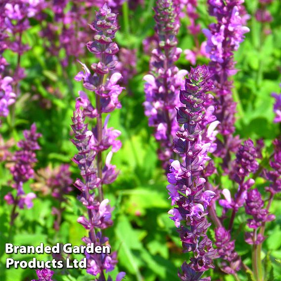 Salvia x sylvestris Rose Queen