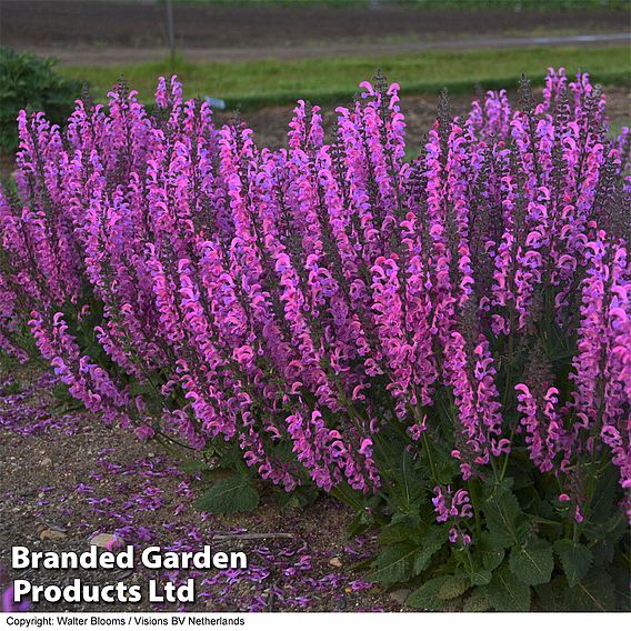 Salvia 'Fashionista Moulin Rouge'