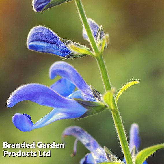 Salvia 'African Sky'