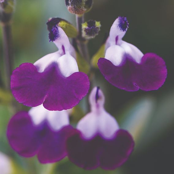 Salvia 'Amethyst Lips'