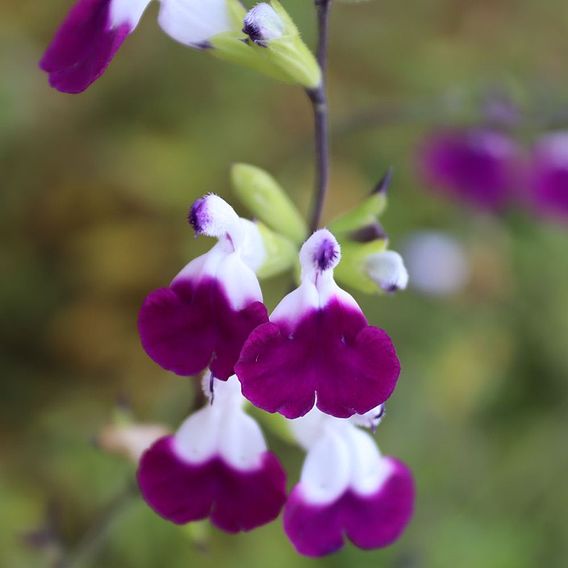 Salvia 'Amethyst Lips'