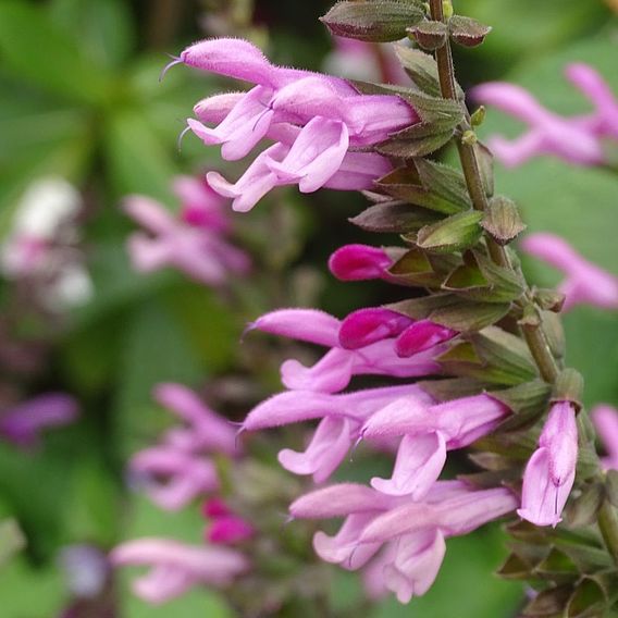 Salvia 'Pink Amistad'