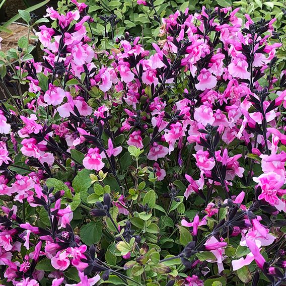 Salvia microphylla 'Angel Wings'