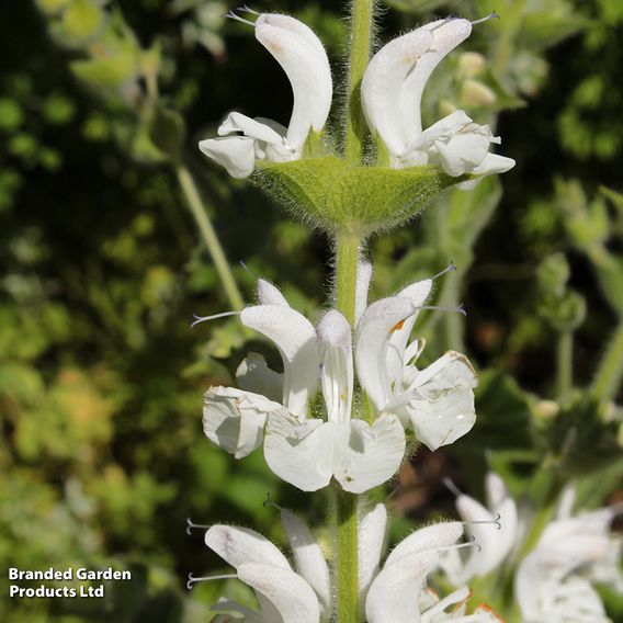 Salvia argentea 'Artemis'