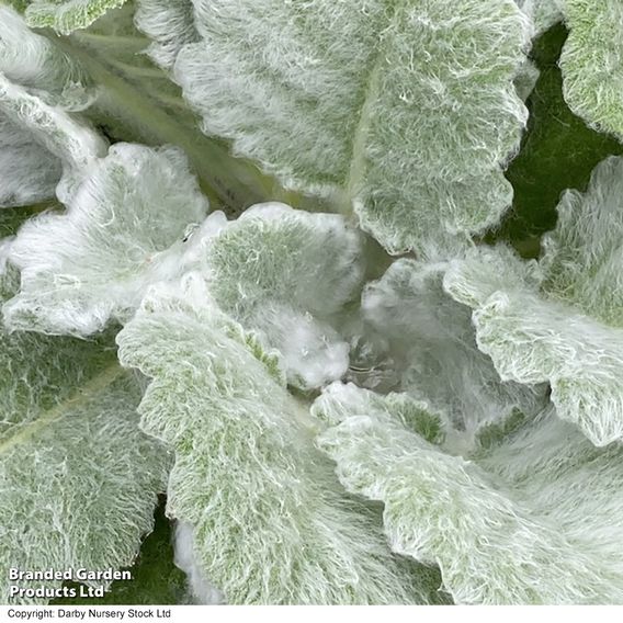 Salvia argentea 'Artemis'