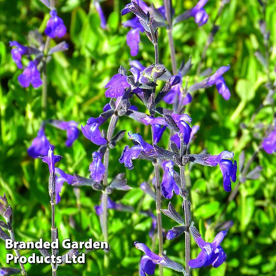 Salvia greggii 'Blue Note'