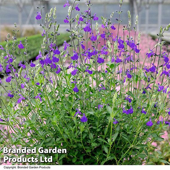 Salvia greggii 'Blue Note'