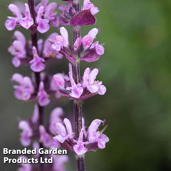 Salvia nemorosa 'Caradonna Pink Inspiration'