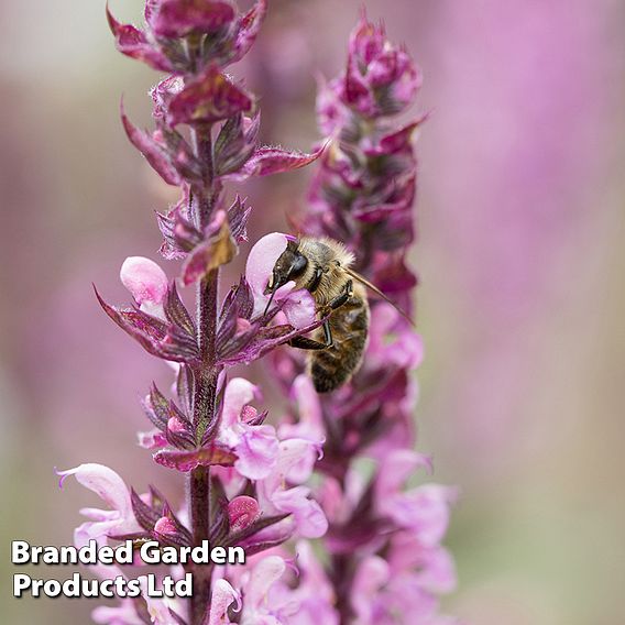 Salvia nemorosa 'Caradonna Pink Inspiration'