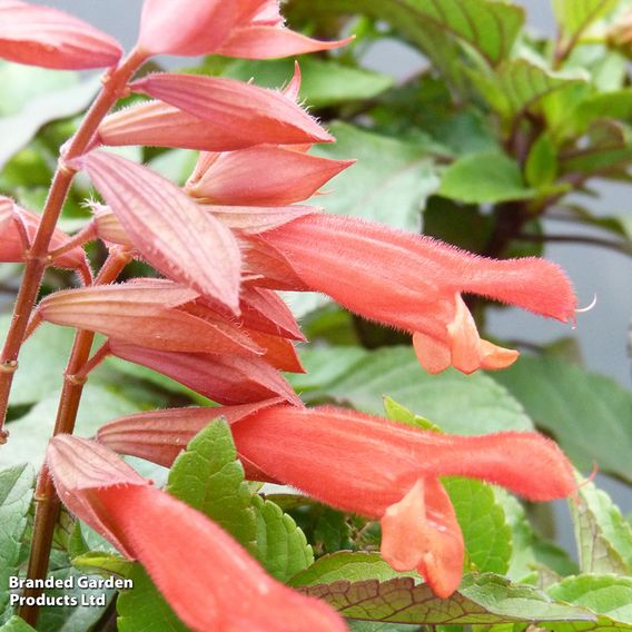 Salvia hybrida 'Embers Wish'