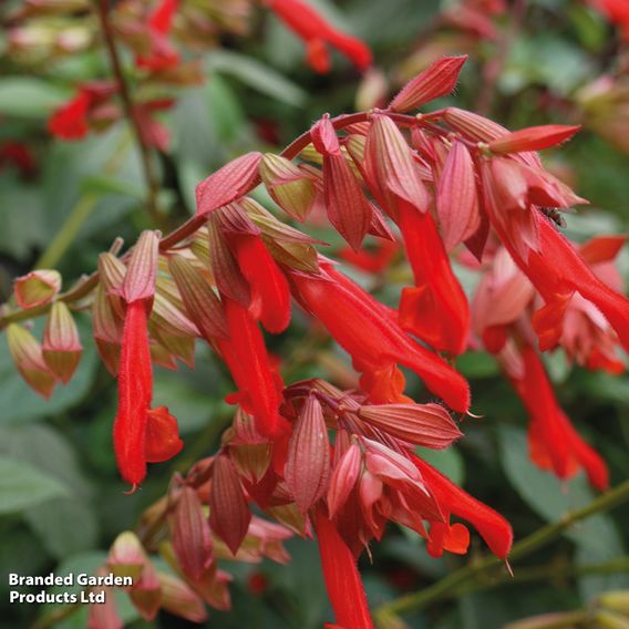 Salvia hybrida 'Embers Wish'