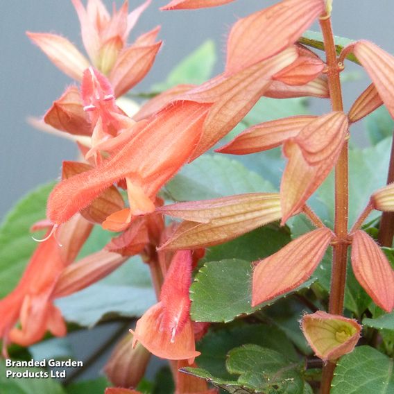 Salvia hybrida 'Embers Wish'