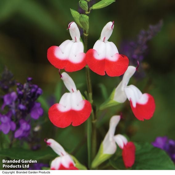 Salvia Lips Collection