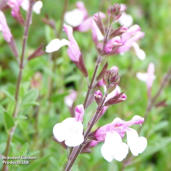 Salvia greggii 'Joy'