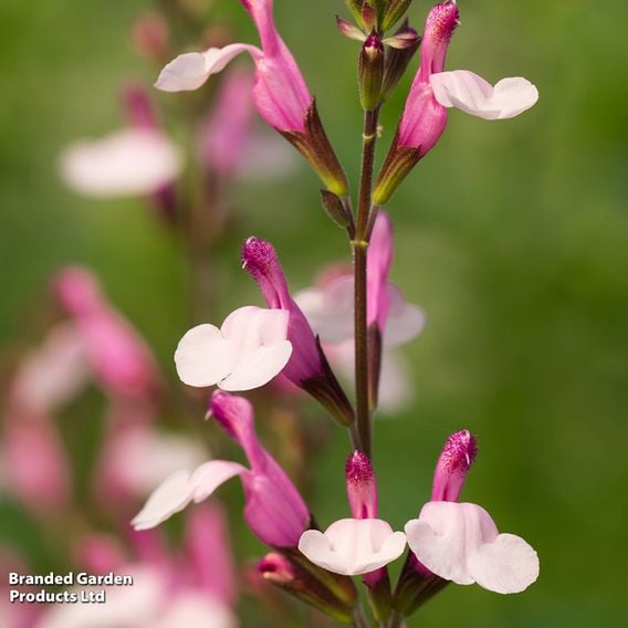 Salvia greggii 'Joy'
