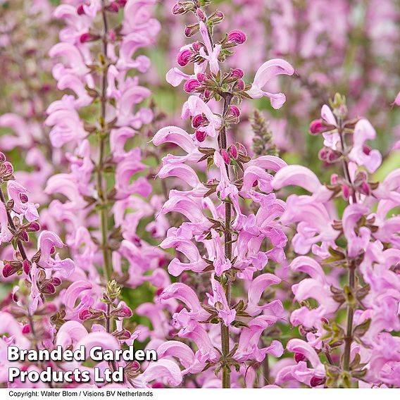 Salvia 'Fashionista Moulin Rouge'