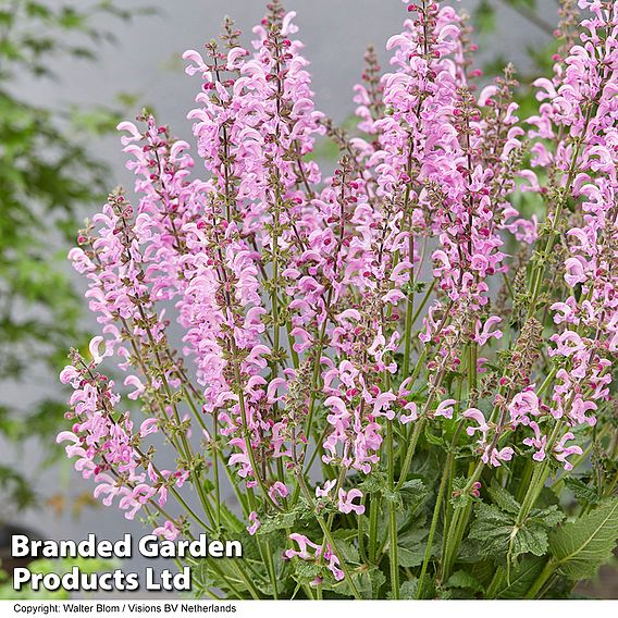 Salvia 'Fashionista Moulin Rouge'