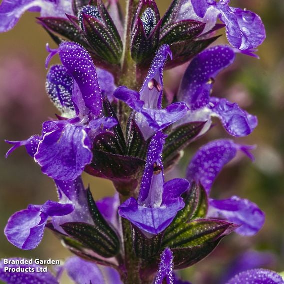 Salvia nemorosa 'New Dimensions Mix'