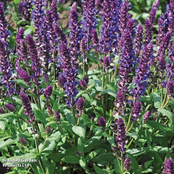 Salvia nemorosa 'New Dimensions Mix'