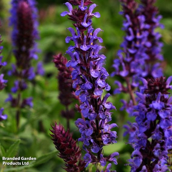 Salvia nemorosa 'New Dimensions Mix'