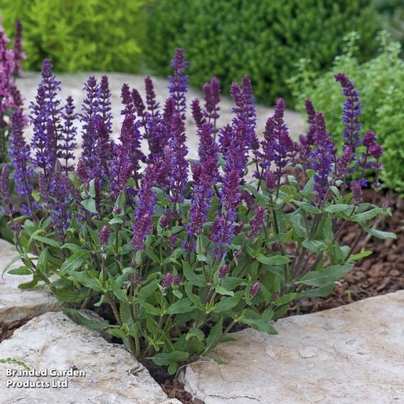 Salvia nemorosa 'New Dimensions Mix'
