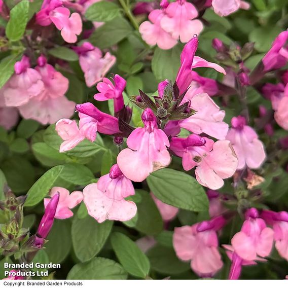 Salvia Melba Magic™ 'Peach'