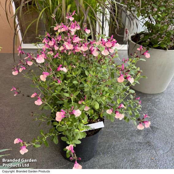 Salvia Melba Magic™ 'Peach'