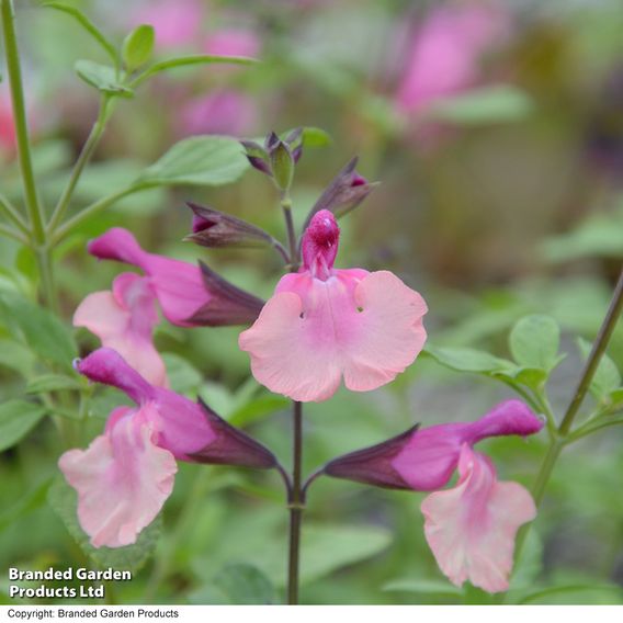 Salvia Melba Magic™ 'Peach'