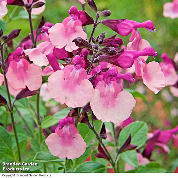 Salvia Melba Magic™ 'Peach'